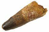 Fossil Spinosaurus Tooth - Feeding Worn Tip #343510-1